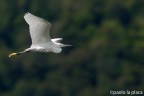 Garzetta in volo