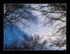 cielo sopra il bosco