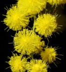 Auguri a tutte! Auguri a tutte!