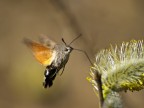 Su un albero in fioritura ricco di polline ecco la sfinge, e un insetto fantastico, resta in volo stazionario come i colibr e si ciba mentre  in volo. Fa parte della famiglia delle falene.