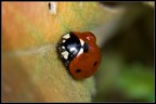 Coccinella Coccinella