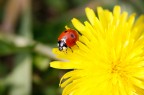 Prima macro
