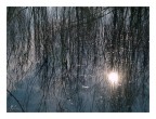 riflessi nel ticino