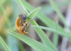 ape assonnata