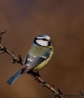 Dal mio nuovo capanno, spero sia di vostro gradimento.

Ciao
Aldo
Canon 40D Sigma 150-500 f6,3 1/640 100iso 400mm