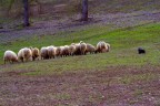 sheepdog