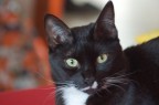 gatto silvestro...