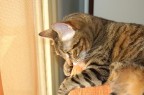 osservo dalla finestra un gatto che passa...