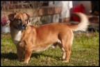 Cane davanti casa