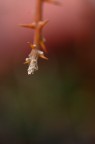 emersione bicolore
