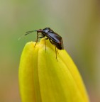 Macro 1