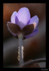 RetroHepatica