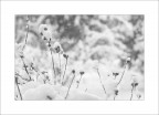Neve