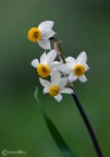 narciso