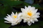 Ninfea scattata nel giardino delle Isole Borromee
