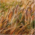 Colori del grano