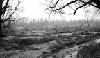 Desolazione