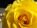 Macro Fuji s1000fd