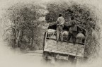 Guinea forestale
C' un'unica strada che collega la Guinea forestale al resto del paese. E' anche la strada dei "banditi", ragazzi e adulti che bloccano gli automezzi per prendersi il carico di carbone, di riso, di manioca, di caff. Quindi c' chi si offre di proteggere il carico del camion per guadagnarsi un passaggio gratuito.