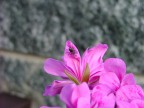 Macro + priorit diaframma.