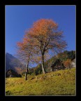 prunus avium