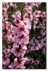 La primavera  arrivata !