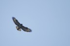 Rapace in volo
