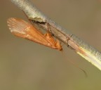 Crisopa