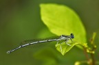 Platycnemis pennipes