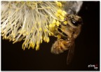altro scatto con il 180 macro