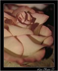 rosa rosa