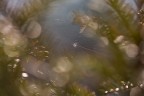 SpiderPine