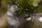 Bubbles
