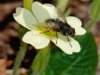 Mosca