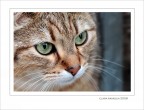 Grazia felina....