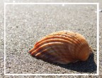 Solitario