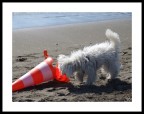 Pericolo Cani!