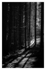 filtra la luce