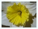 narciso