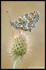 Sullo Swarovski