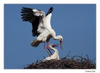 Cicogne in intimit