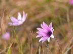 Ecco la primavera