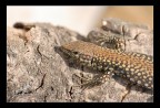 Lizard