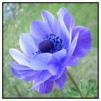Fiore 02