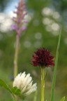 Nigritella nigra 2008