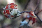 bianco e rosso