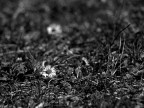 primavera