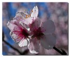 &quot;Fiori rosa, fiori di pesco&quot;