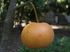 Da raw,supermacro