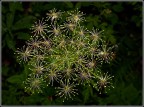 Olympus E-1
Zuiko 50 mm macro + flash
F 6,7
1/125 sec
Iso 100